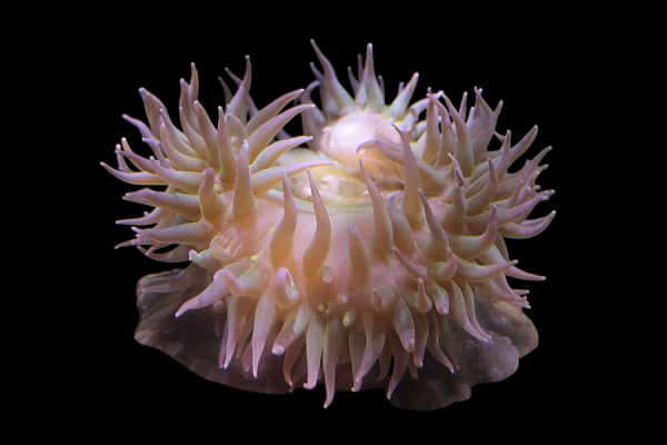 Reef Anemone
