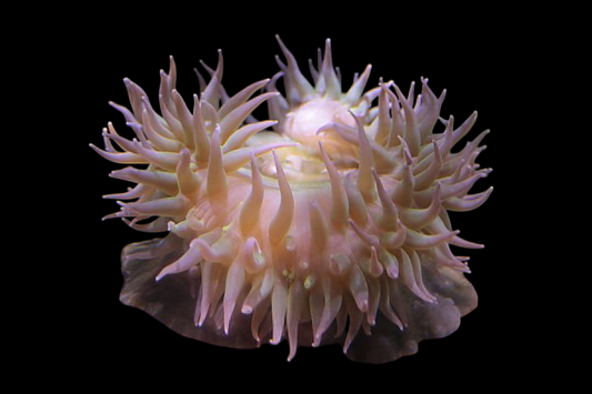 Reef Anemone