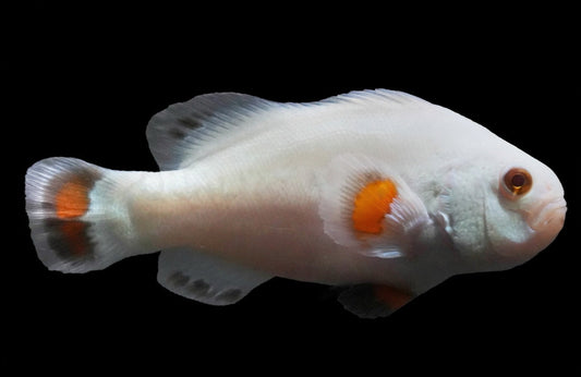 Storm Solar Tangerine Ocellaris Clownfish
