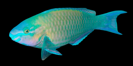 Common Parrotfish