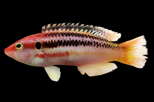 Striped Hogfish