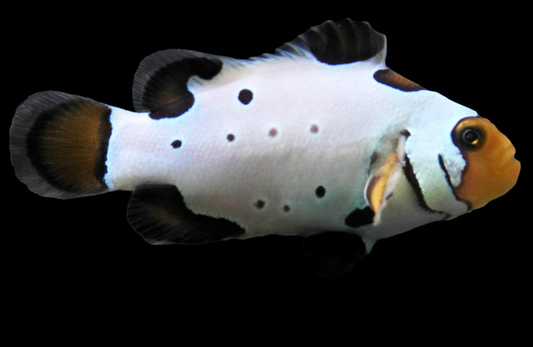 Black Ice Storm Ocellaris Clownfish, Bali Aquarich