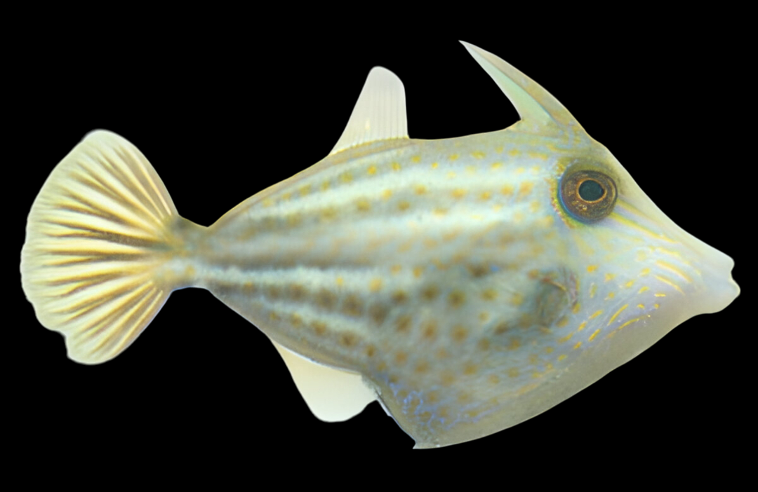 Orangetail Filefish
