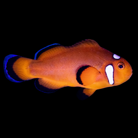 Longfin Black Misbar Ocellaris Clownfish