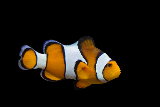 Longfin Snow Onyx CLownfish, Hybrid
