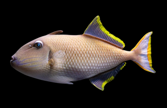 Orange Lined Triggerfish