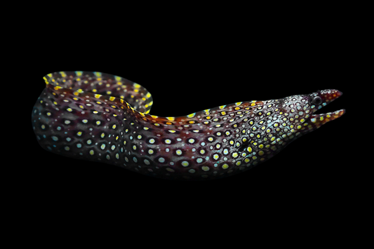 Jewel Moray Eel