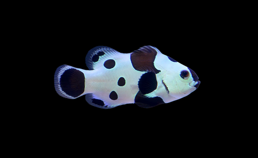 Black Storm Ocellaris Clownfish