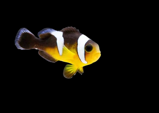 Saddleback Clownfish, Black & Yellow