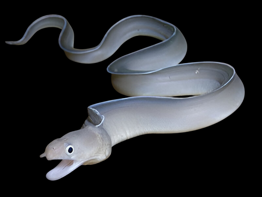White Ribbon Eel
