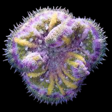 Pizza Anemone