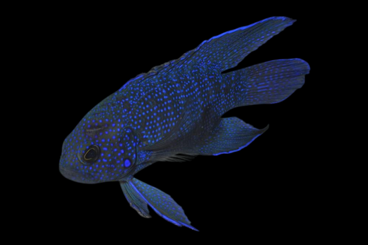 Western Blue Devil Grouper