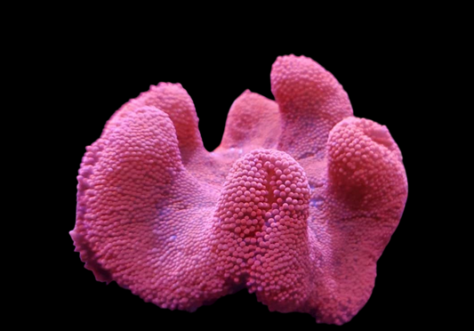 Red Carpet Anemone