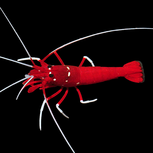 Starry Blood Red Fire Shrimp