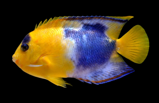 Ultra Bicolor Angelfish