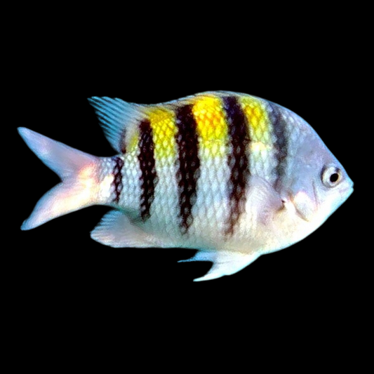 Cortez Damselfish