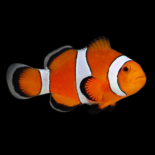 Percula Clownfish