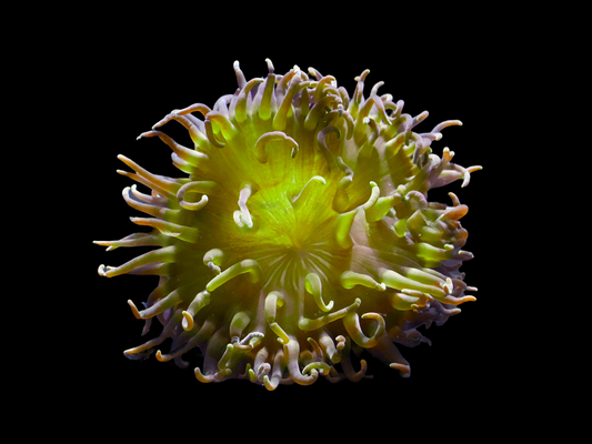 Long Tentacle Anemone