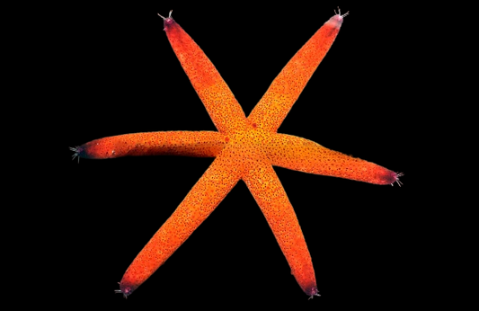 Red Velvet Sea Star