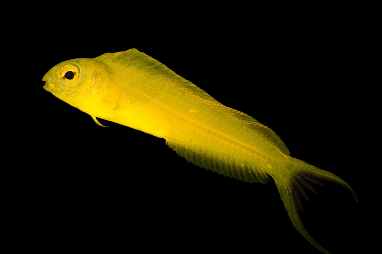 Canary Blenny