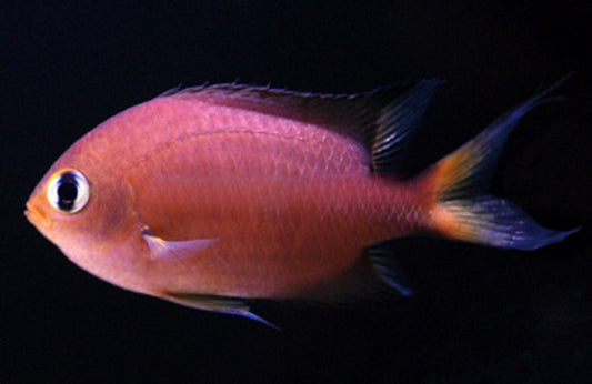 Darkfin Chromis