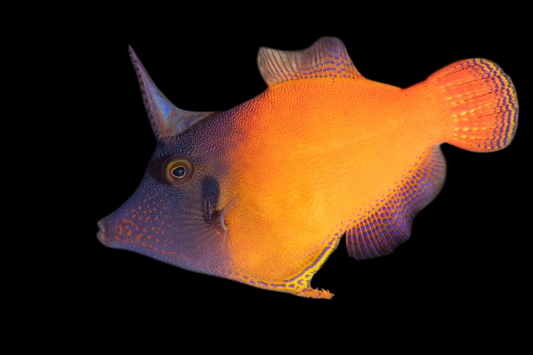 Orangetail Filefish