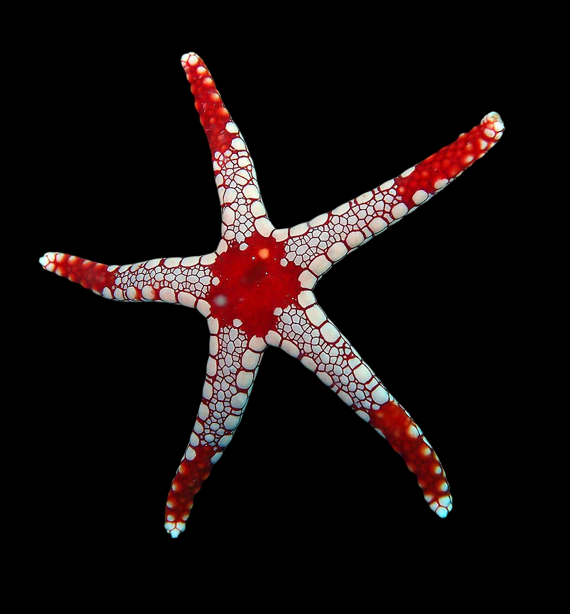 Red Marble Sea Star