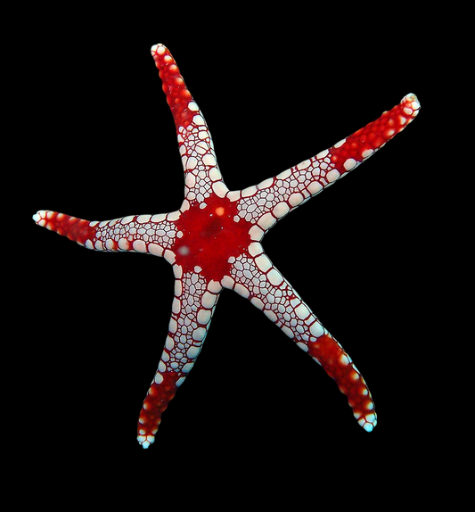 Red Marble Sea Star