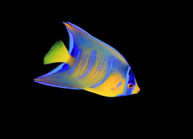 Queen Angelfish, Juvenile