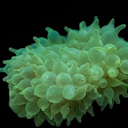 Green Bulb Anemone