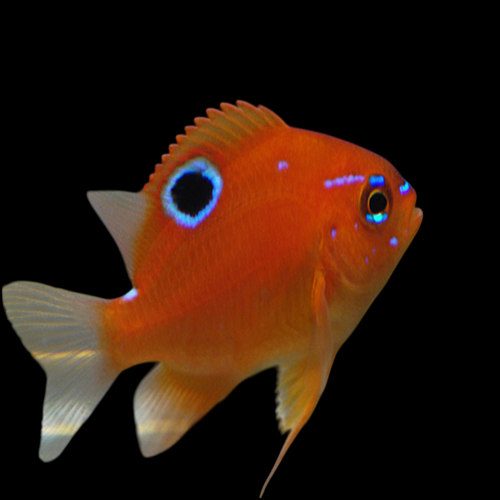 Multi Spine Damsefish