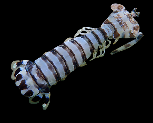 Zebra Mantis Shrimp