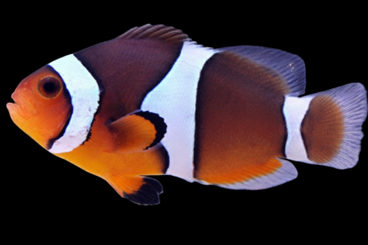 True Percula Clownfish