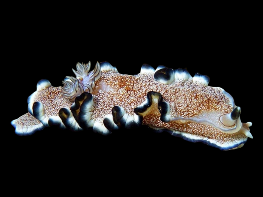 Colored Fancy Nudibranch