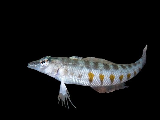 Lizard Blenny