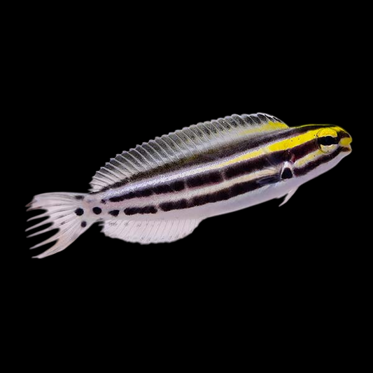 Striped Blenny
