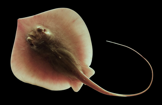 Atlantic Stingray