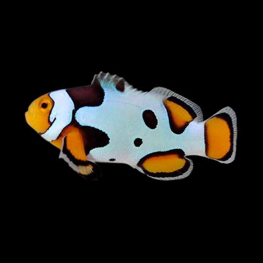 Picasso Percula Clownfish