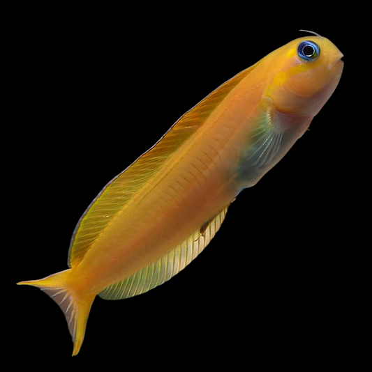 Midas Blenny