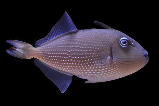 Blue Throat Triggerfish