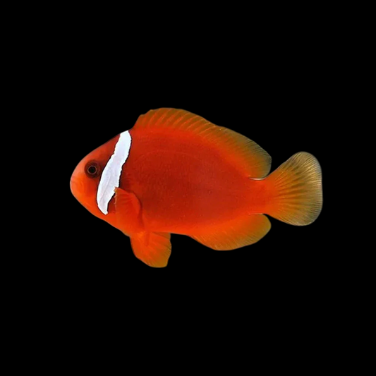 Barberi Clownfish
