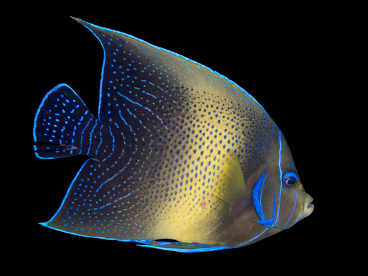 Koran Angelfish