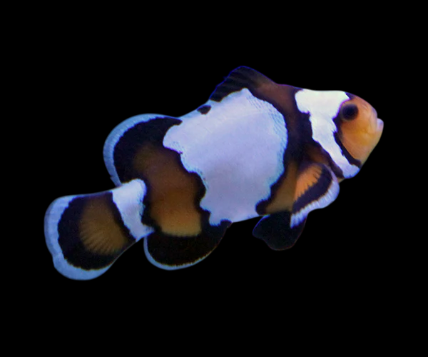 Blacker Ice Ocellaris Clownfish