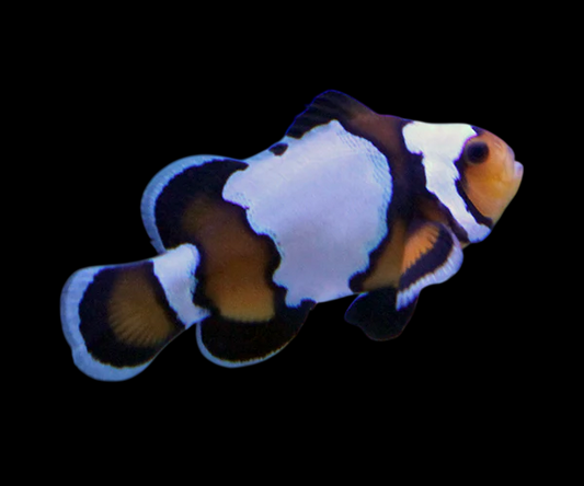 Blacker Ice Ocellaris Clownfish