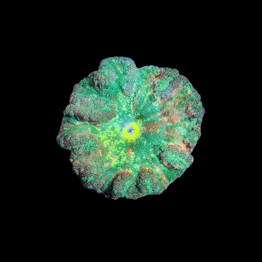 Mini Carpet Anemone