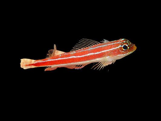 Neon Triplefin Blenny