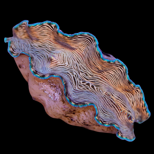 Derasa Clam