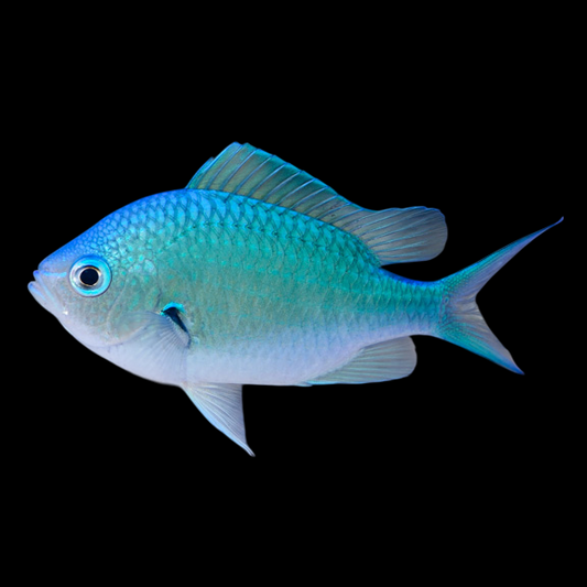 Black Axil Chromis