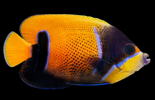 Majestic Angelfish