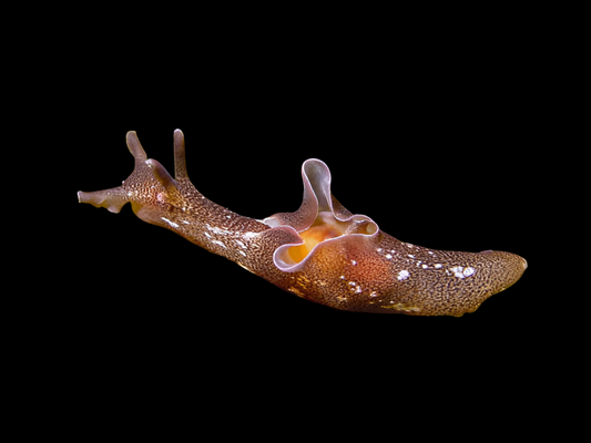 California Sea Hare